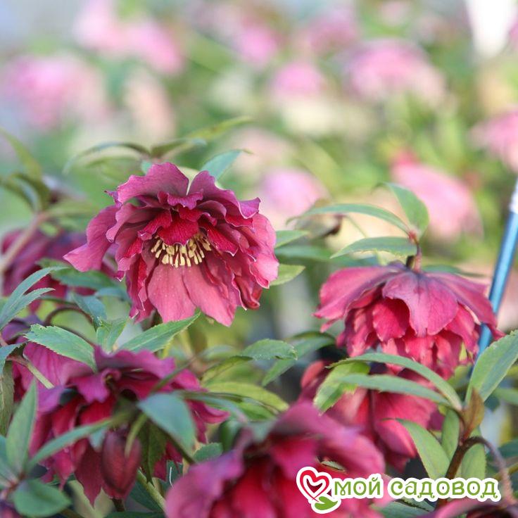 Морозник восточный Дабл Эллен Ред